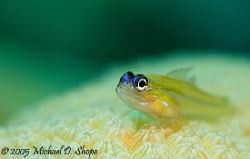 Peppermint Gobbie taken in Bonaire with a Canon 20D 100mm... by Michael Shope 